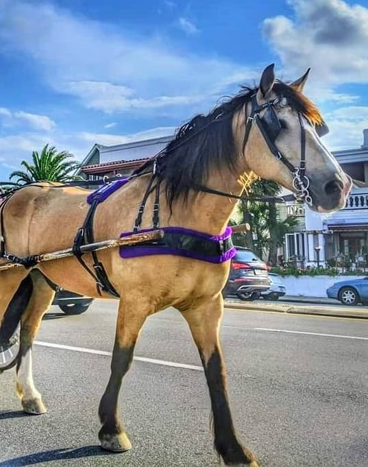 Carriage Tours & Events fleet