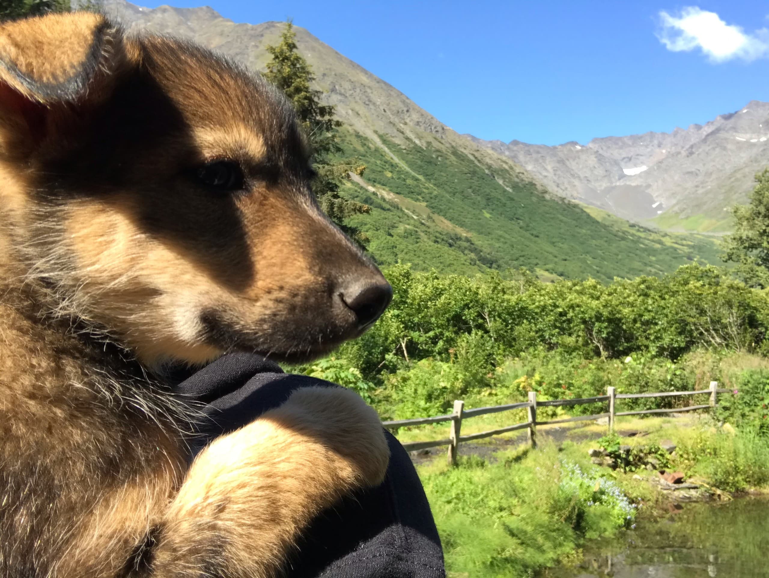 Inside the Sled Dog Kennel: Musher Presentation & Puppy Experience in Whittier photo 2