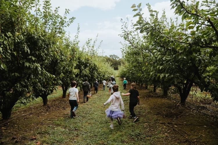 Children running through apple orchard during fall harvest