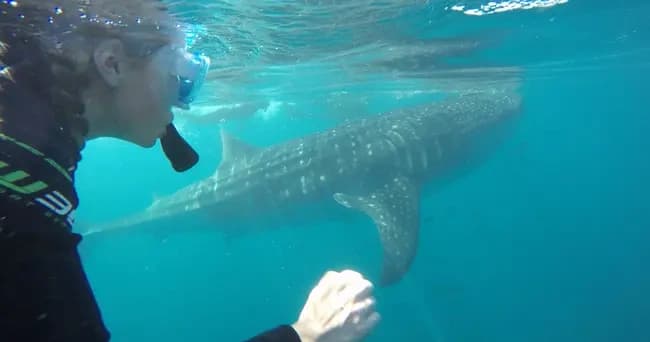 Private Whale Shark Adventure in La Paz: Swim with Gentle Giants photo 2