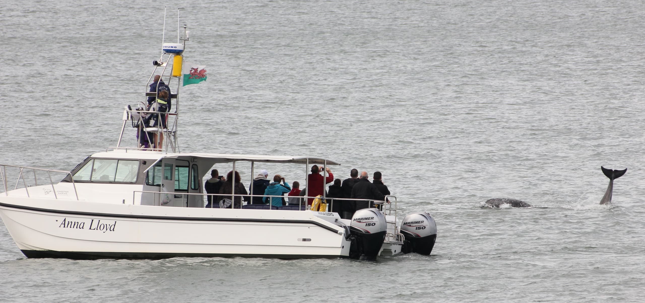 Dolphin Survey Boat Trips team
