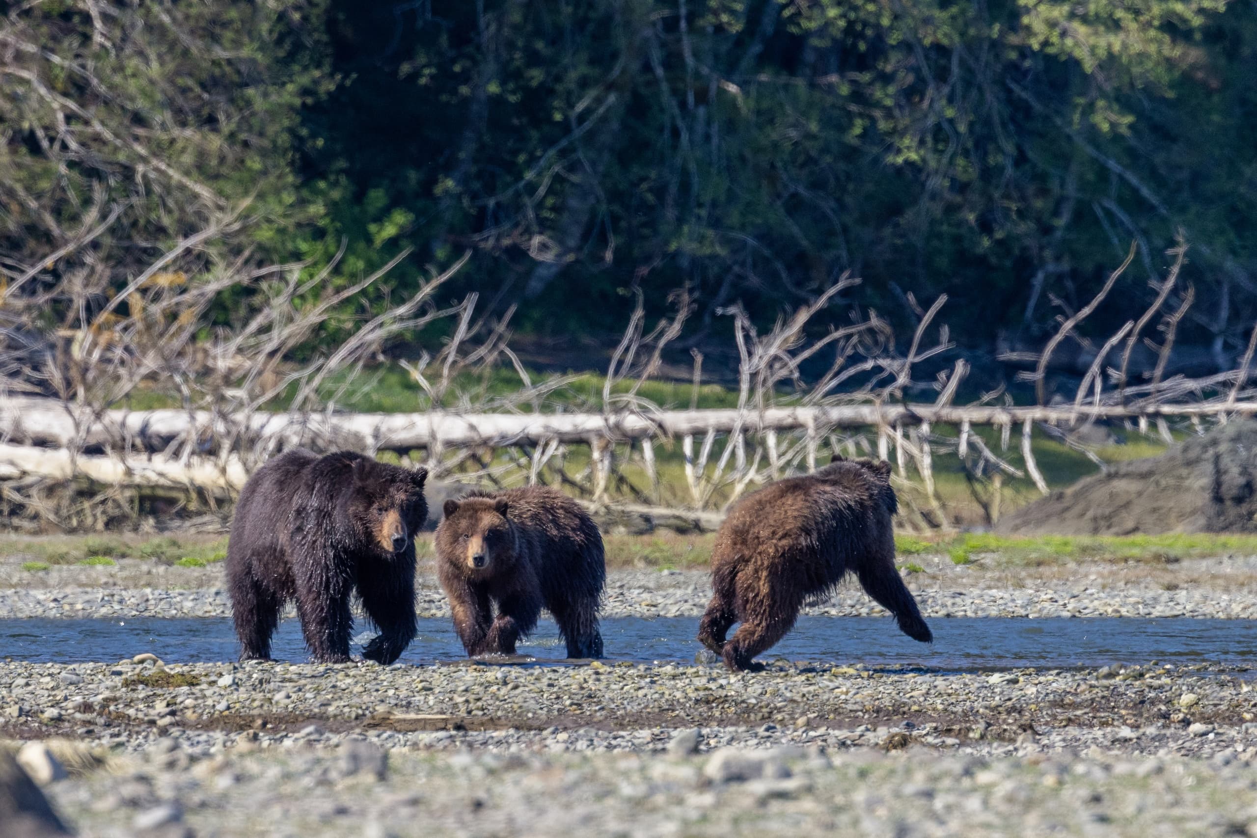 Brown Bear Viewing at Pack Creek with Above & Beyond Alaska in Juneau