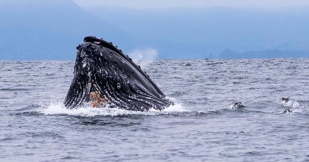 A Whale's Song Expeditions fleet