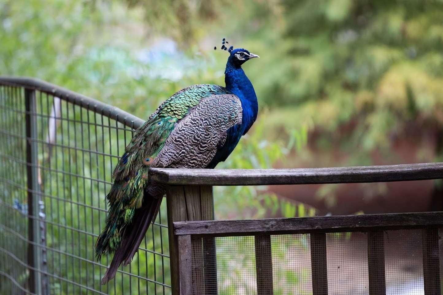 VIP All-Access Animal Encounters at Canton Grand Safari, Grand Saline TX