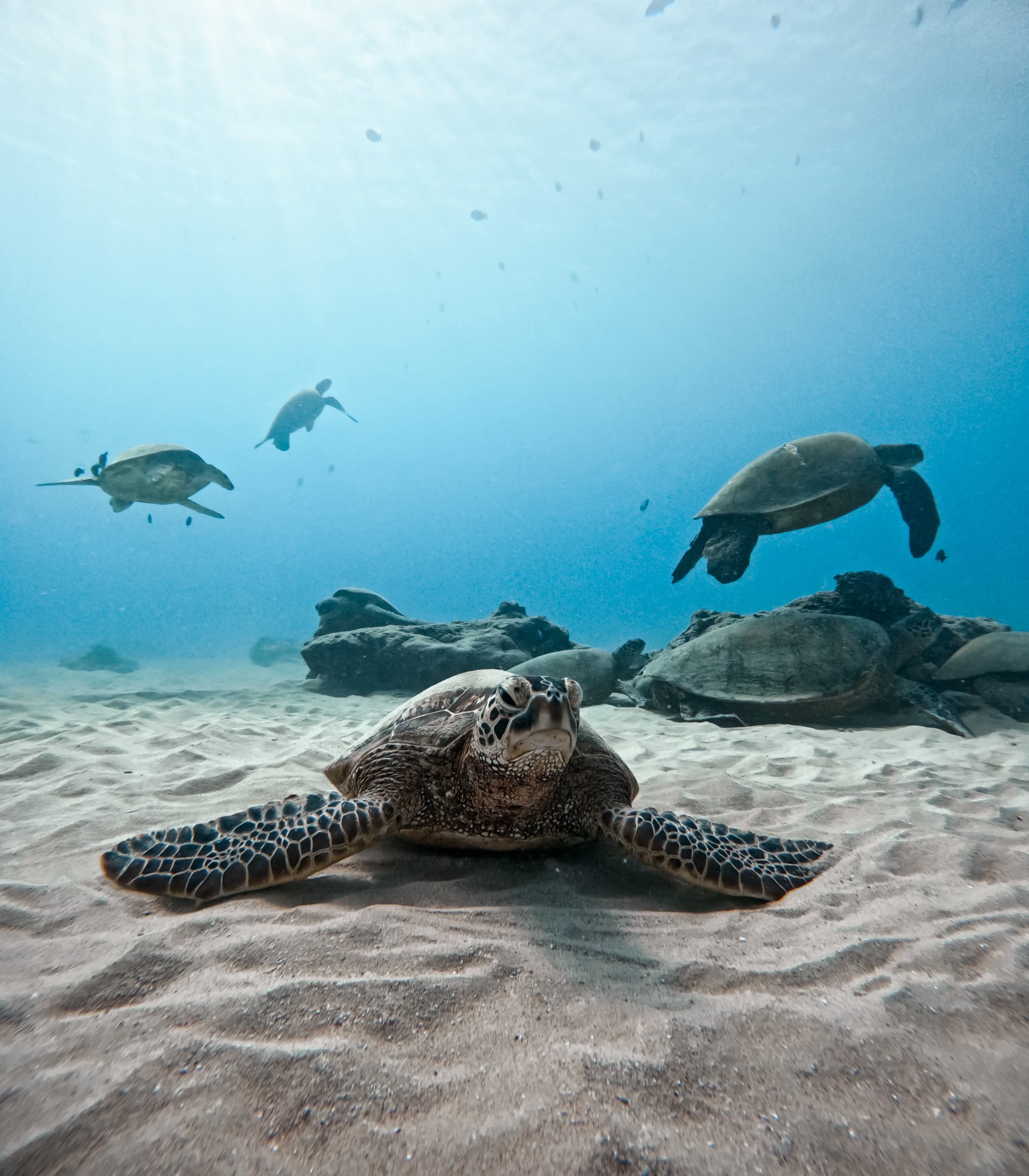 Turtle and Ocean Wildlife Snorkeling Adventure in Honolulu