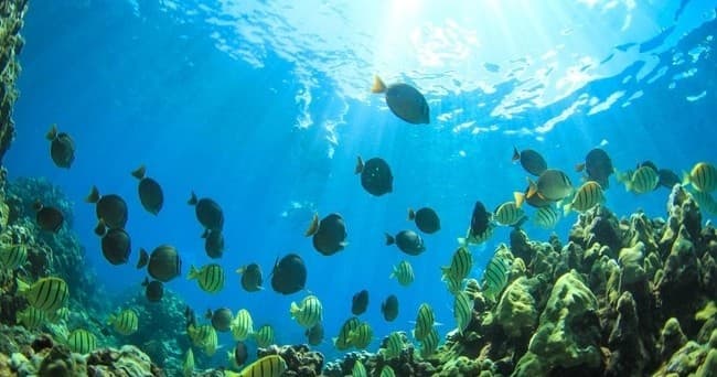 Glide with Sea Turtles: Aqualani Aqua Gliders on Wailea Coast photo 3