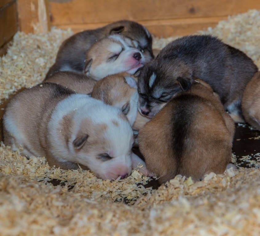 Wildlife-Nature Husky Farm Adventure at Kakslauttanen