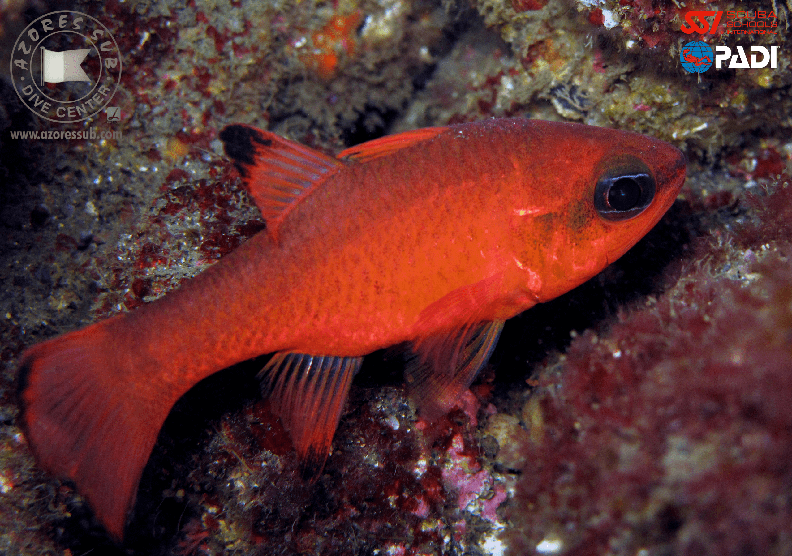 Marine Ecology & Coral ID at Azores Sub, Lda
