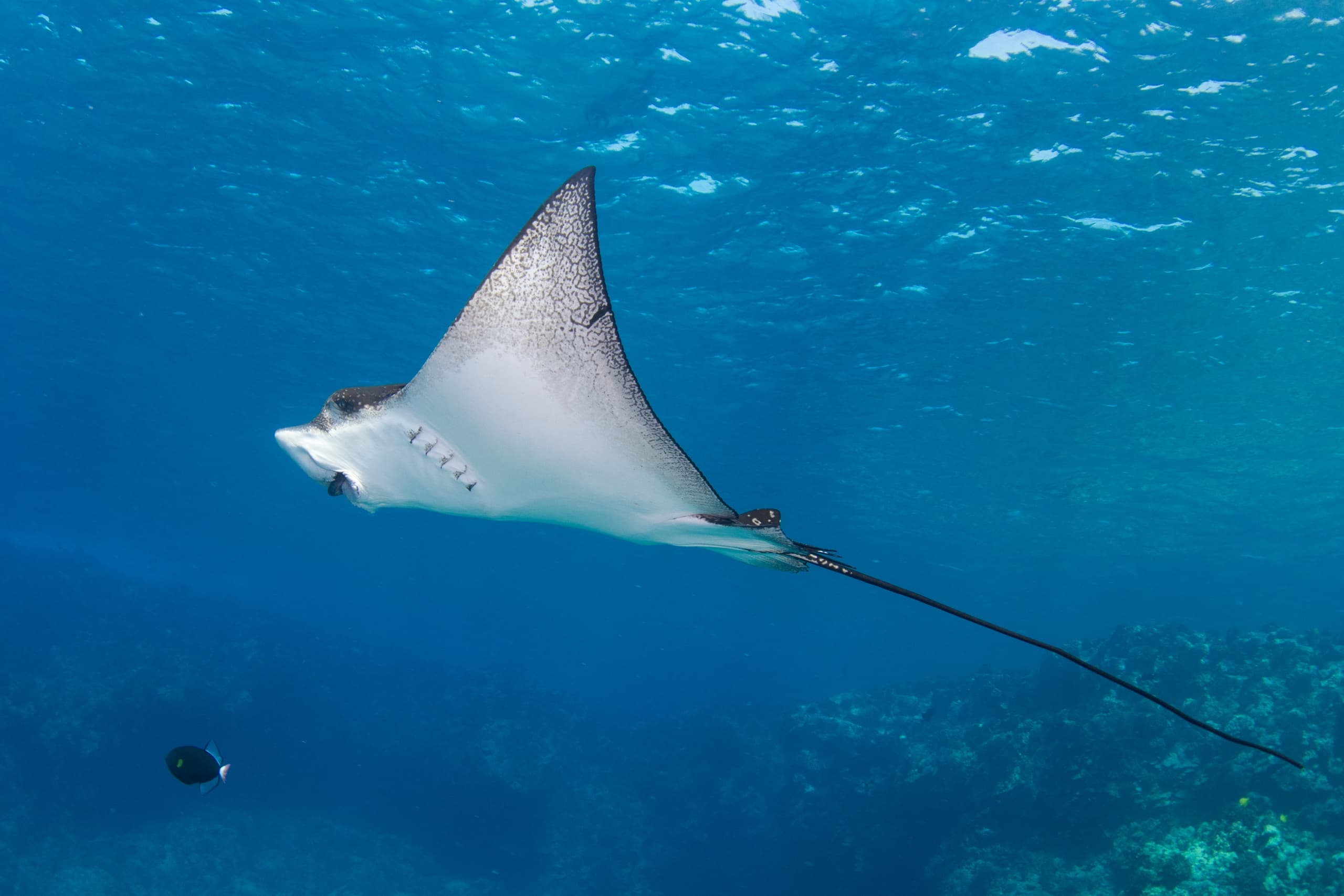 Kona Diving Company fleet