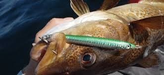 Winter Codfish & Seabass Fishing in Newport, RI