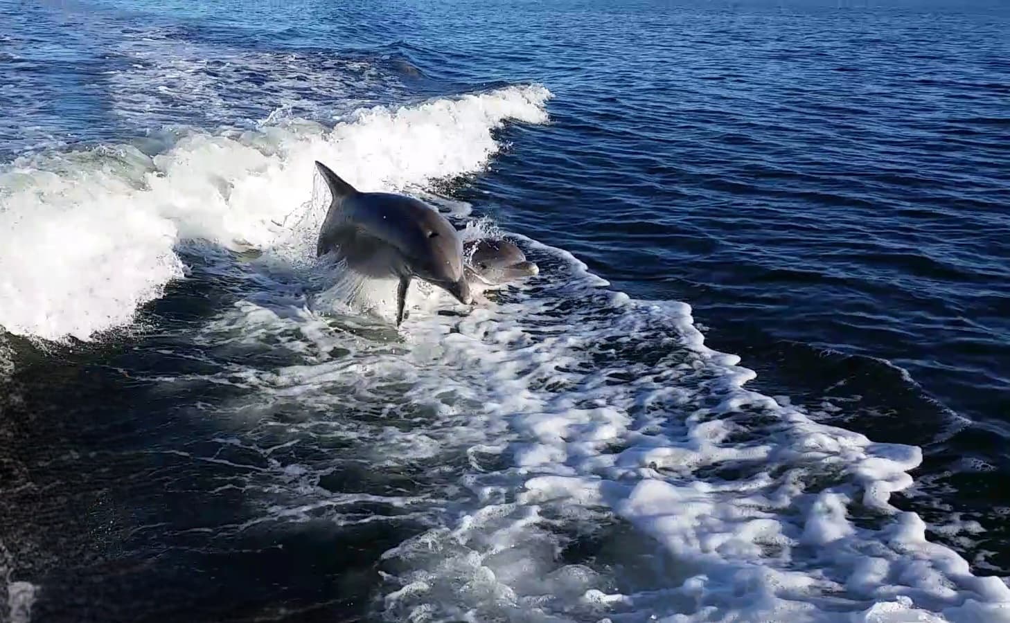 Island Tour & Dolphin Cruise with 32 Charters LLC in Orange Beach