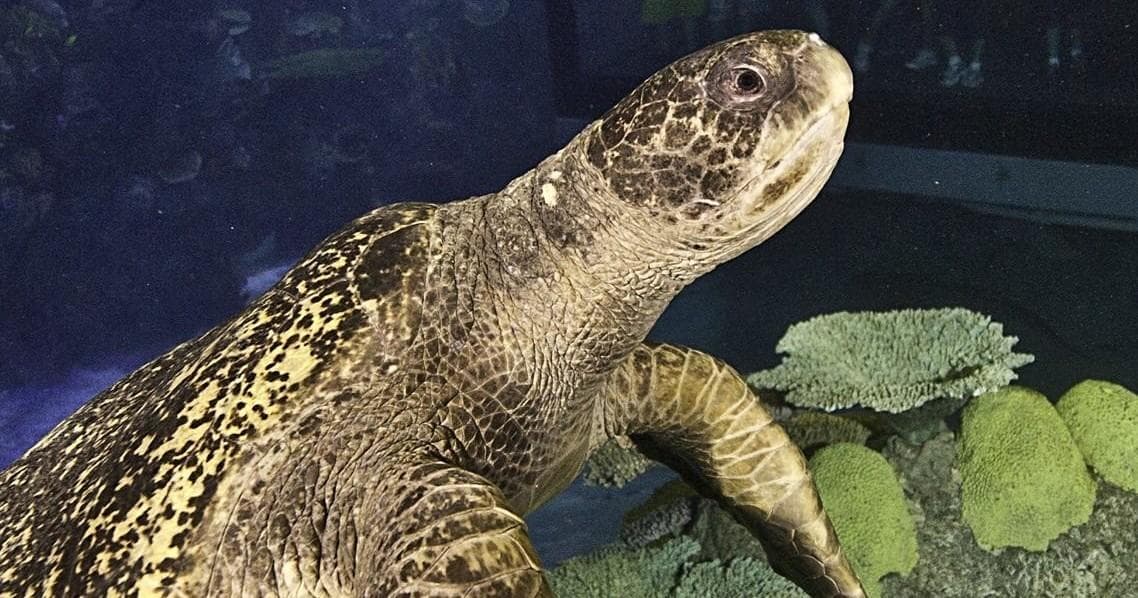 Wildlife & Bird Tours at Downtown Aquarium Denver photo 3