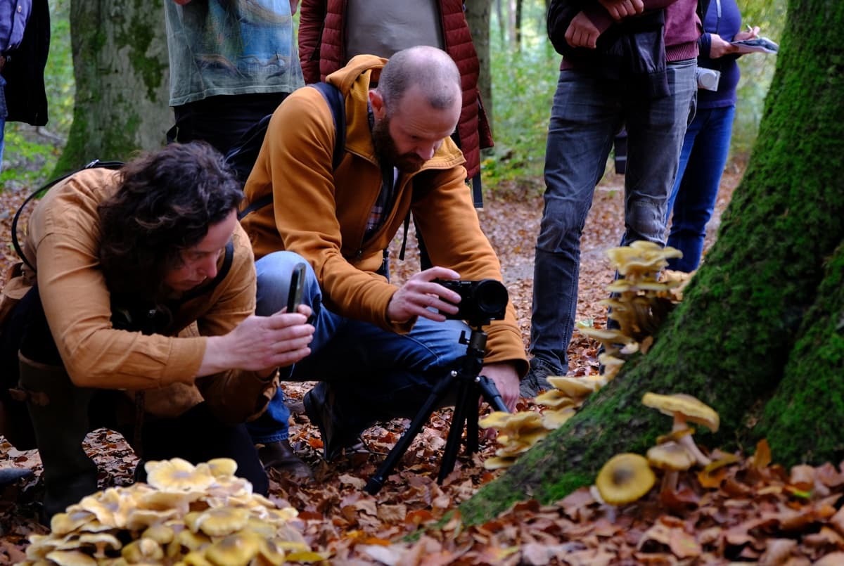Foraging the Forest Floor: Alles over paddenstoelen mushroom walk in Leersum photo 1