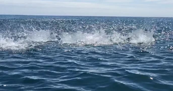Inshore Fishing from Jackson Bay Wharf: Family-Friendly Shared Charter (West Coast NZ) photo 1