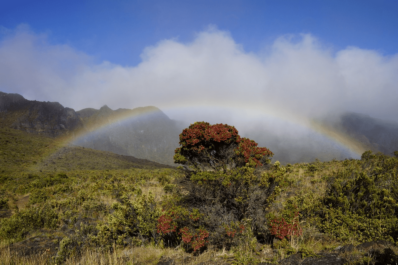 Highland rainbow over native shrubs on mountain trekking route