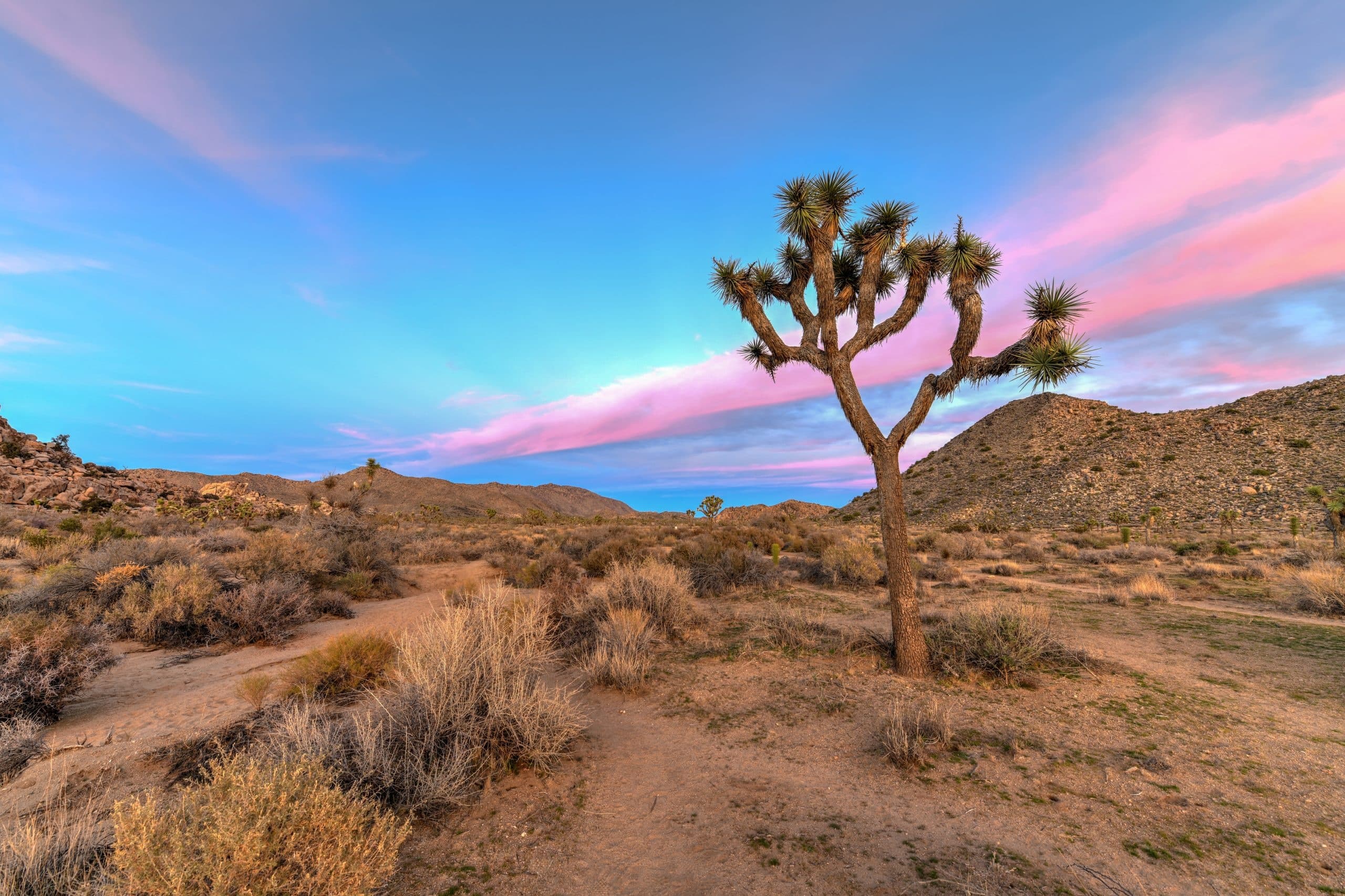 Joshua Tree Sunrise Half Day Private Hike by Good Trip Adventures