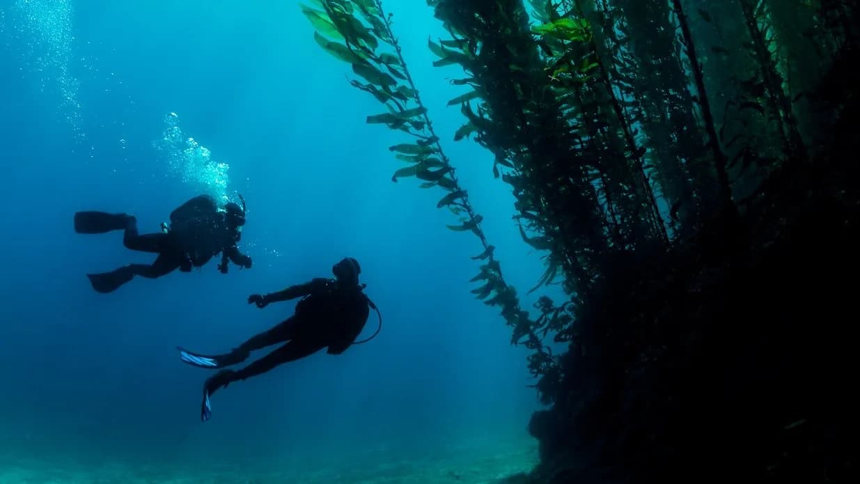 Deep Diver: PADI Deep Diver Specialty to Explore Wrecks and Walls to 130 ft from Newington