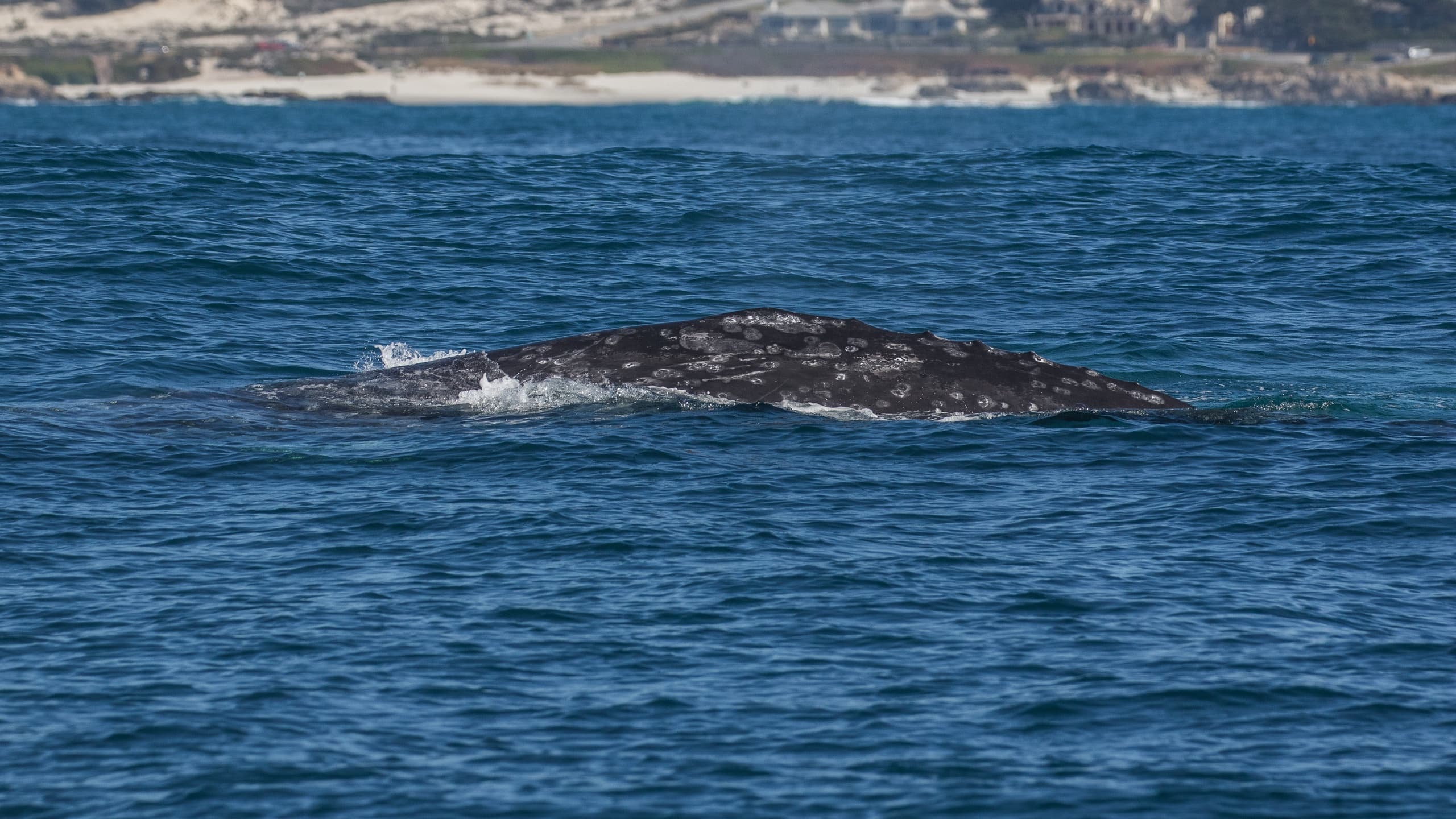 3 Hour Morning Whale Watch in Monterey Bay, California