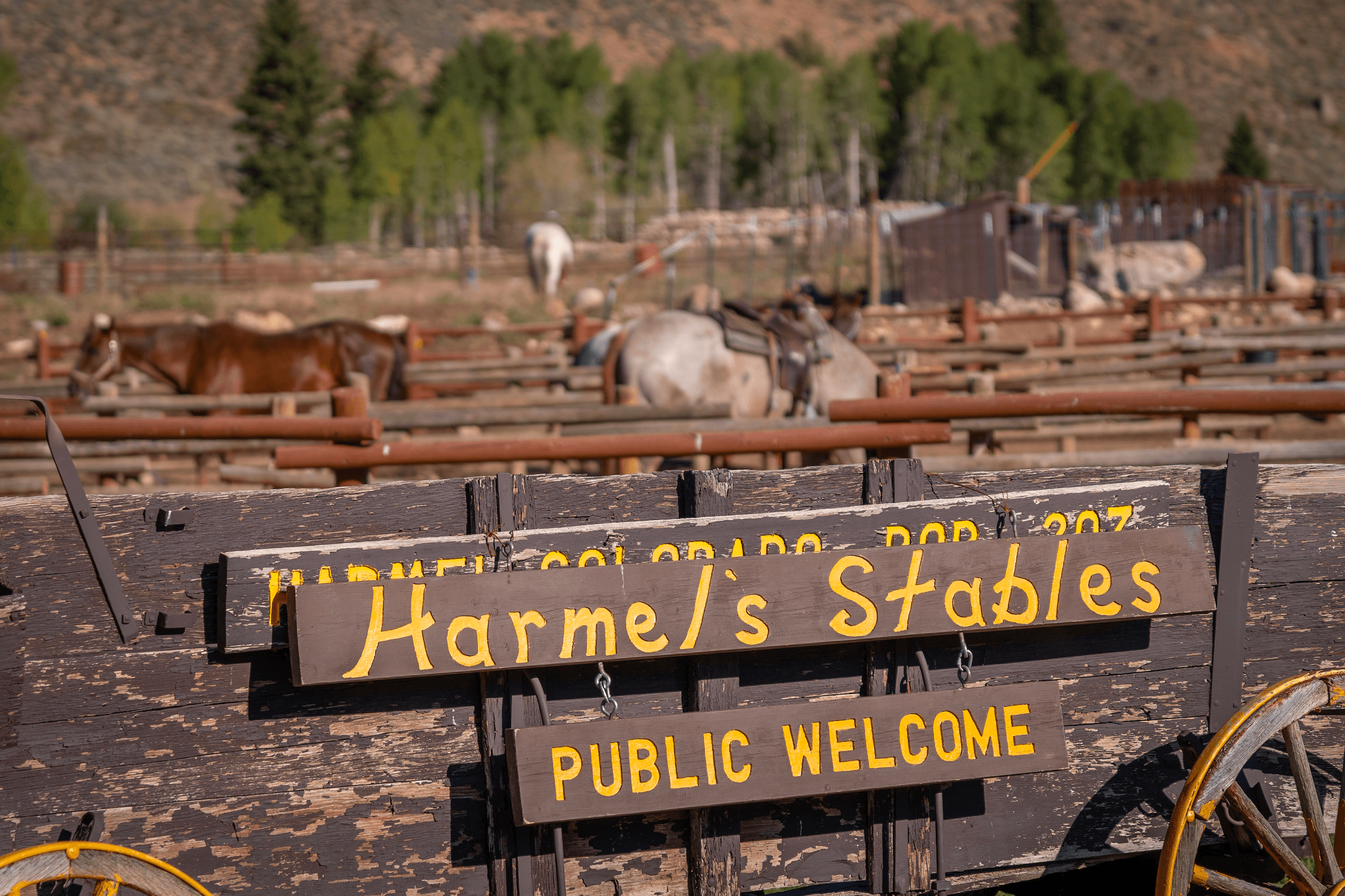 Horsemanship Lessons in Almont, Colorado