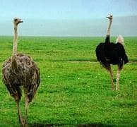 6-Day Wildlife Safari with Kent Safari Tours, Uganda