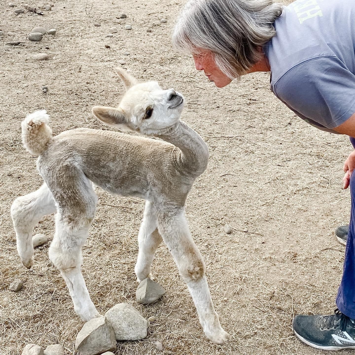 Up-Close with Alpacas in Carnation: Alpaca Farm Tour and Fiber Experience