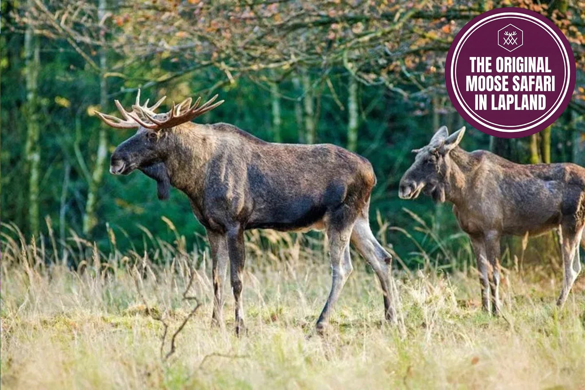 Evening moose safari near Rovaniemi: spot Lapland's quiet giants
