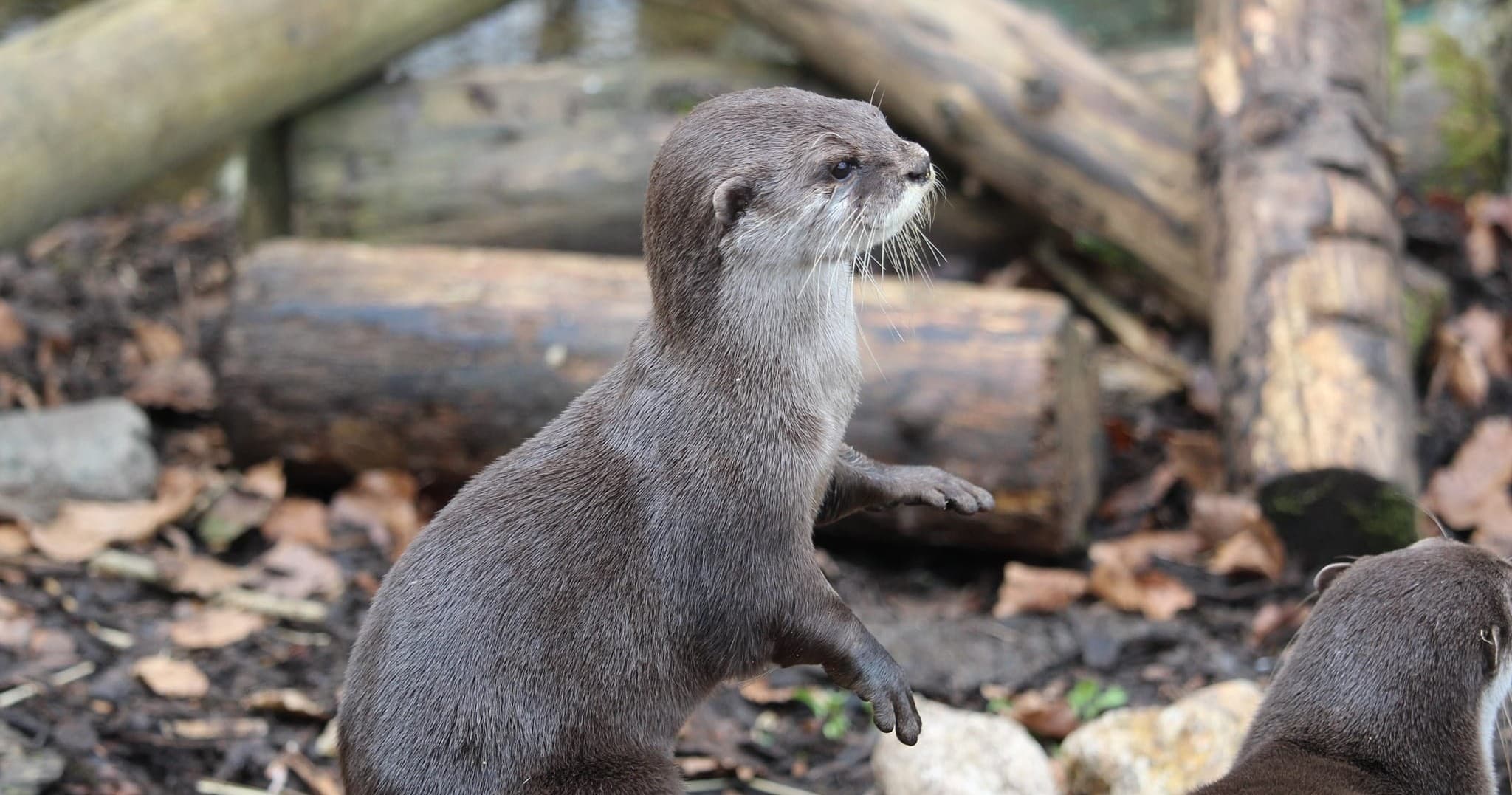 Wildlife Encounter & Hands-On Animal Care at Secret Valley Wildlife Park, Co. Wexford