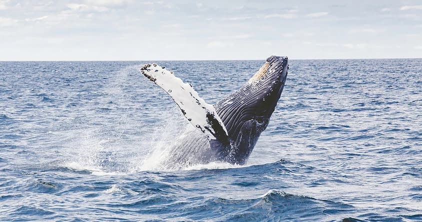 Humpback whale breaching dramatically offshore in open ocean