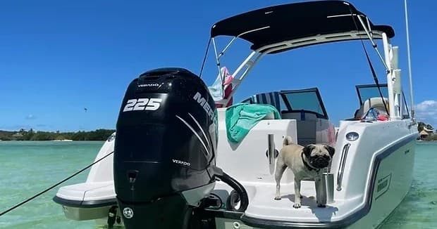 3 Hour Charter Boston Whaler Adventure in Key West, FL