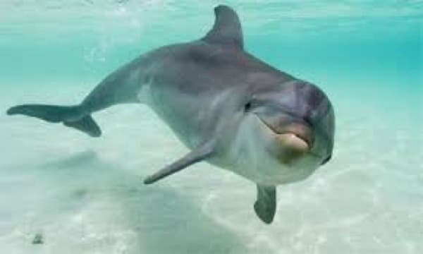 Dolphin Tour & Boating Adventure | Dolphin in Navarre, Florida