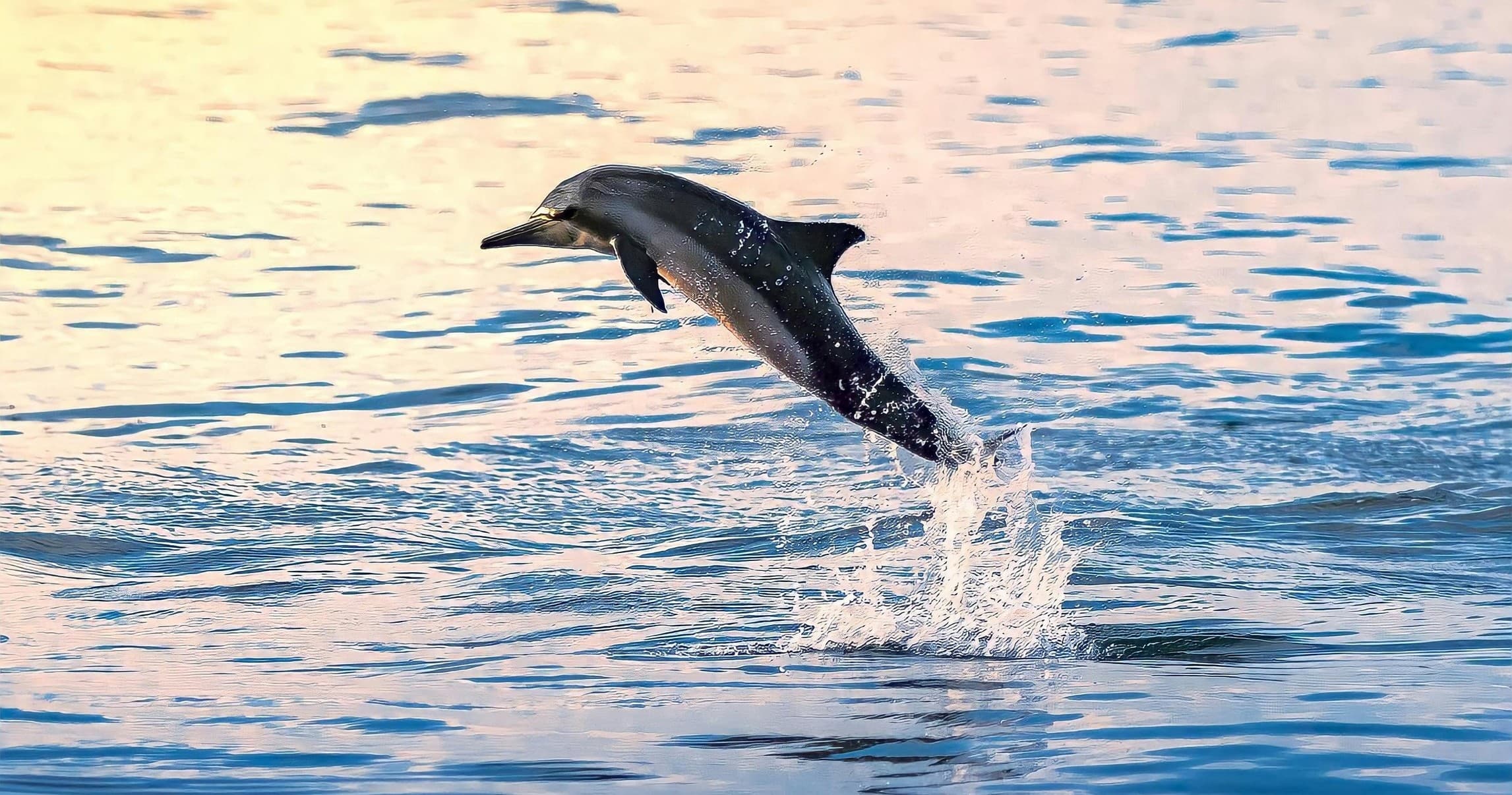 Sea Fox 2 Hour Dolphin Watch in Stock Island, FL