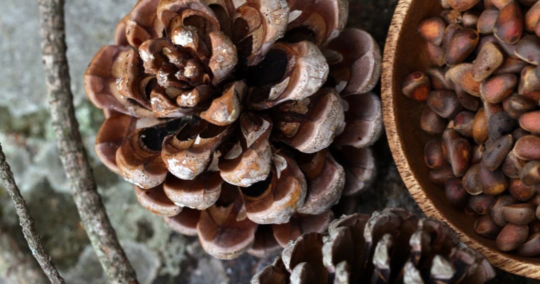 Land Adventures with Pine Nuts Farm Experience in Serra do Caldeirão