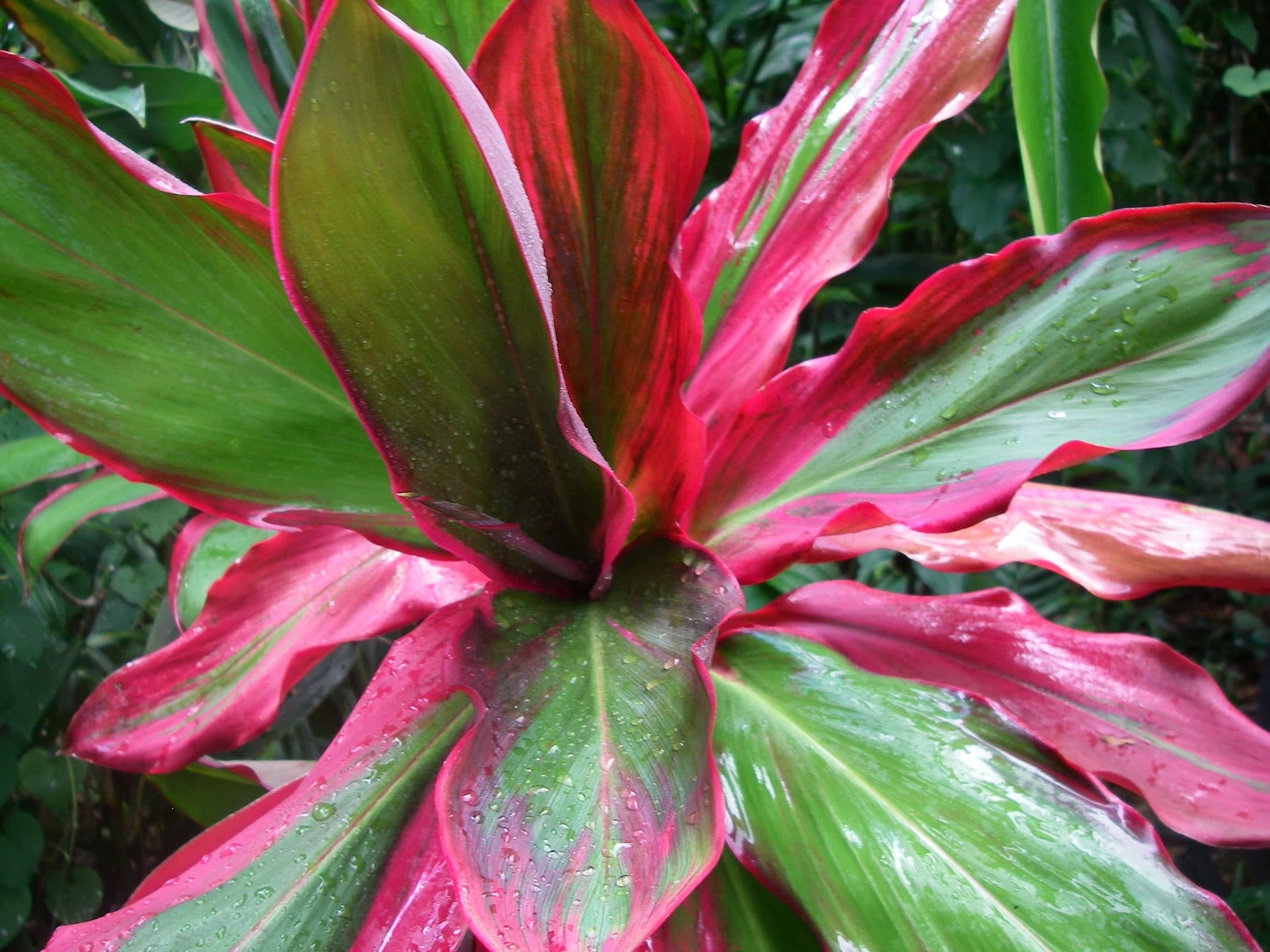 Water Activities & Cultural Tour of Maui's Hana Highway