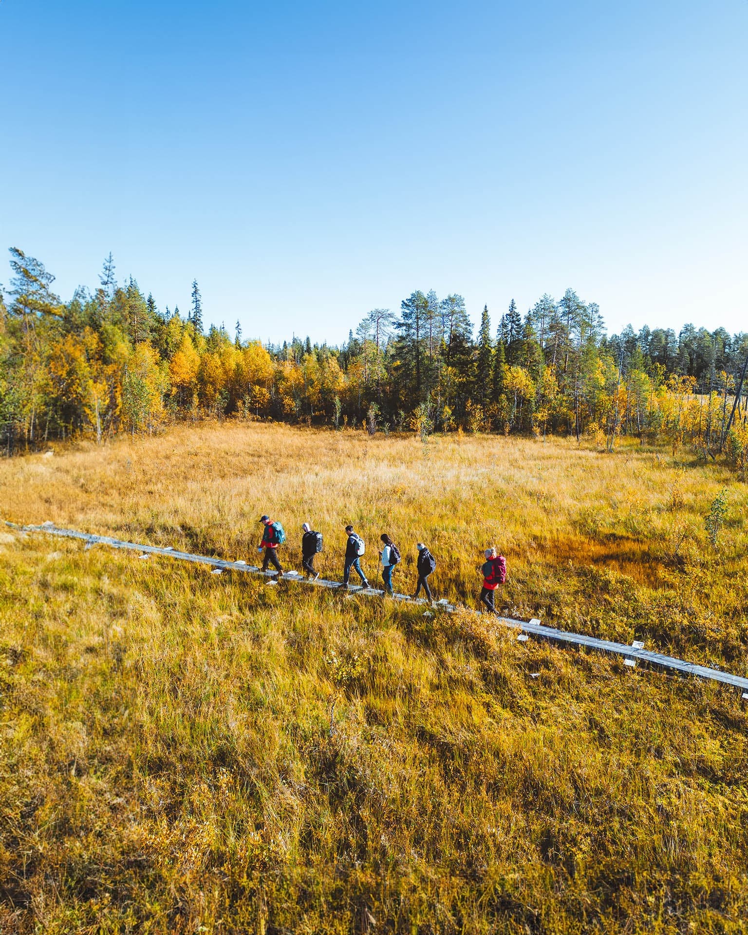 Trekking & Berry Picking at Apukka Resort, Finnish Lapland