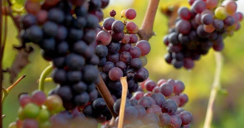 Inside English Sparkling: Meet the Maker Winery Tour in the High Weald photo 4
