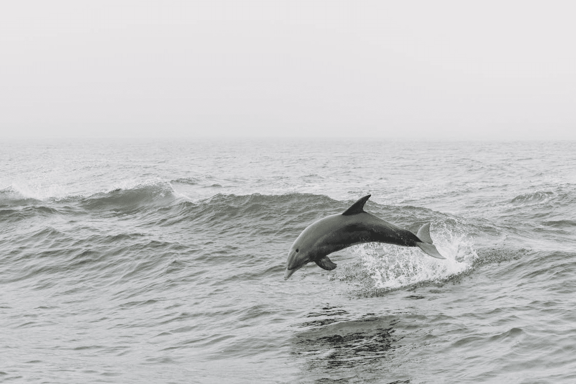 Dolphin in Orange Beach, Alabama