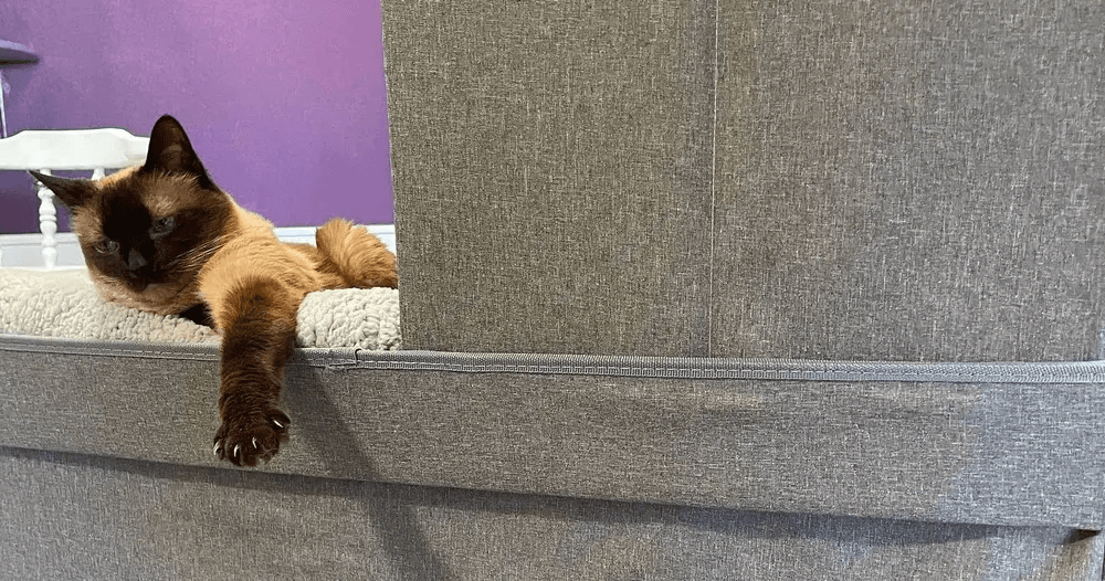 PHX Cat Cafe North: 1-Hour Cat Lounge — Adoptable Cats & Cozy Cuddles photo 2
