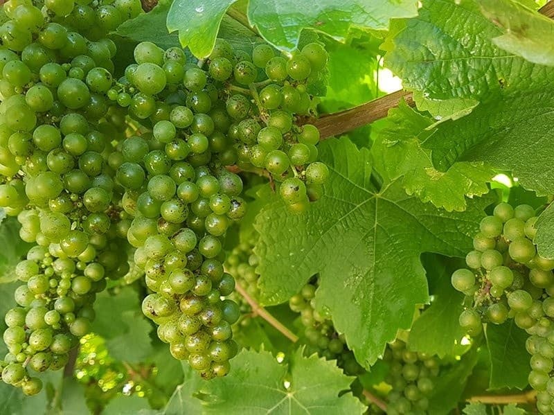Wine Tasting from San Sebastian with Go Basque in Getaria