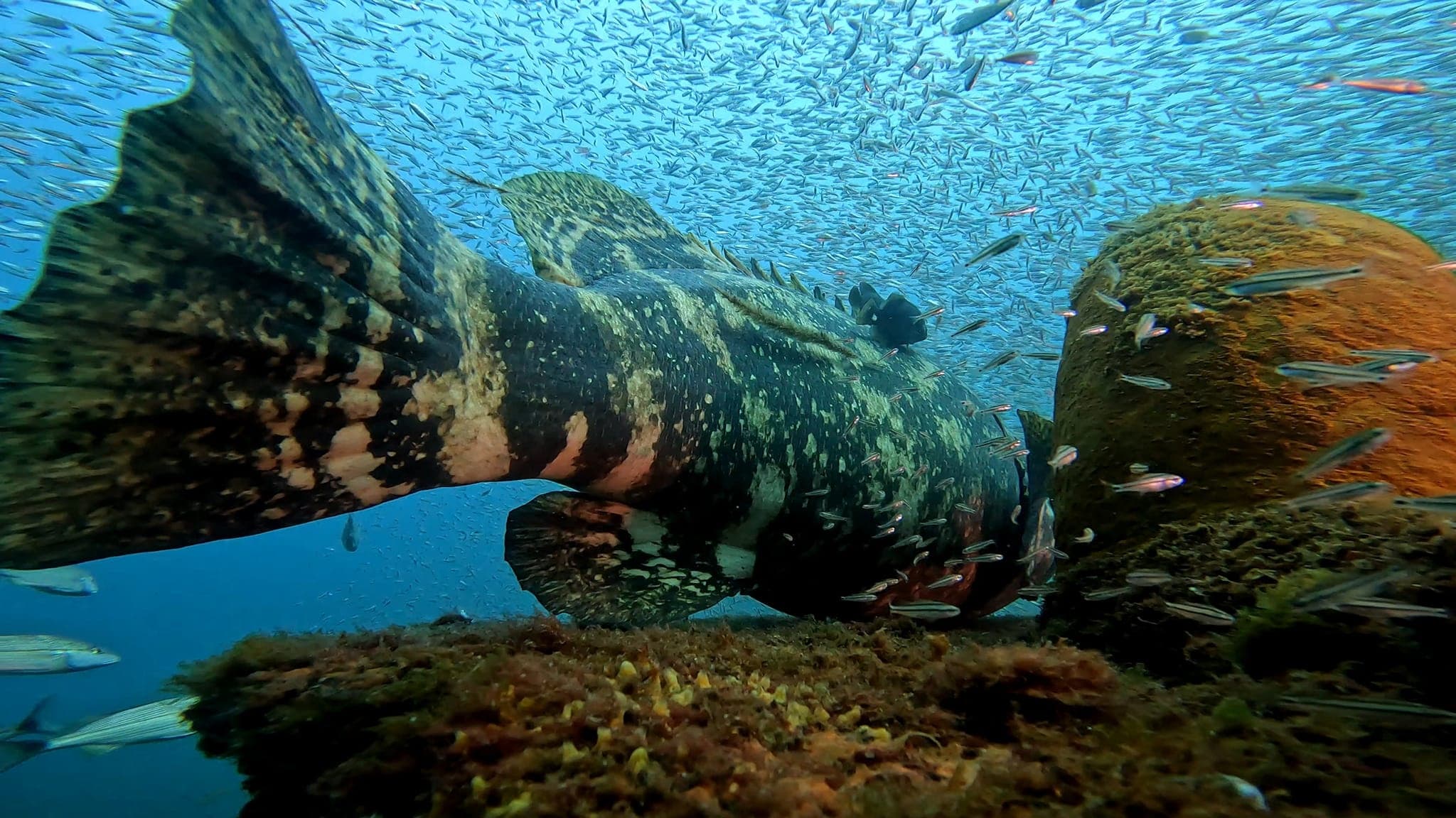 Water Activities with Big Blue Dive Boat inshore Adventures