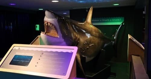 Sensory Friendly Time at Atlantic White Shark Conservancy in Chatham