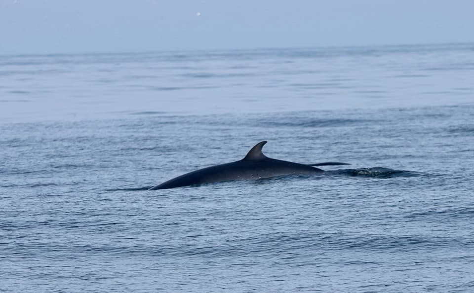 Wildlife & Coastal Cruise with Whitby Coastal Cruises