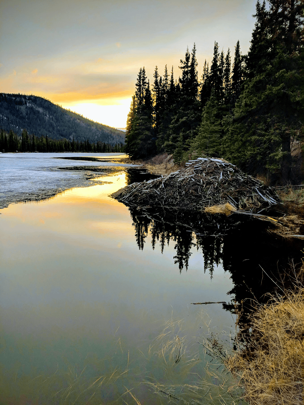 Denali Backcountry Guides fleet