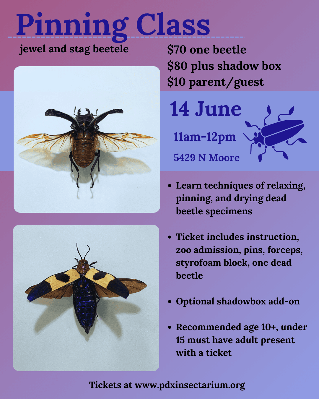 Pinning Class in Portland: Master the Art of Butterfly Preservation