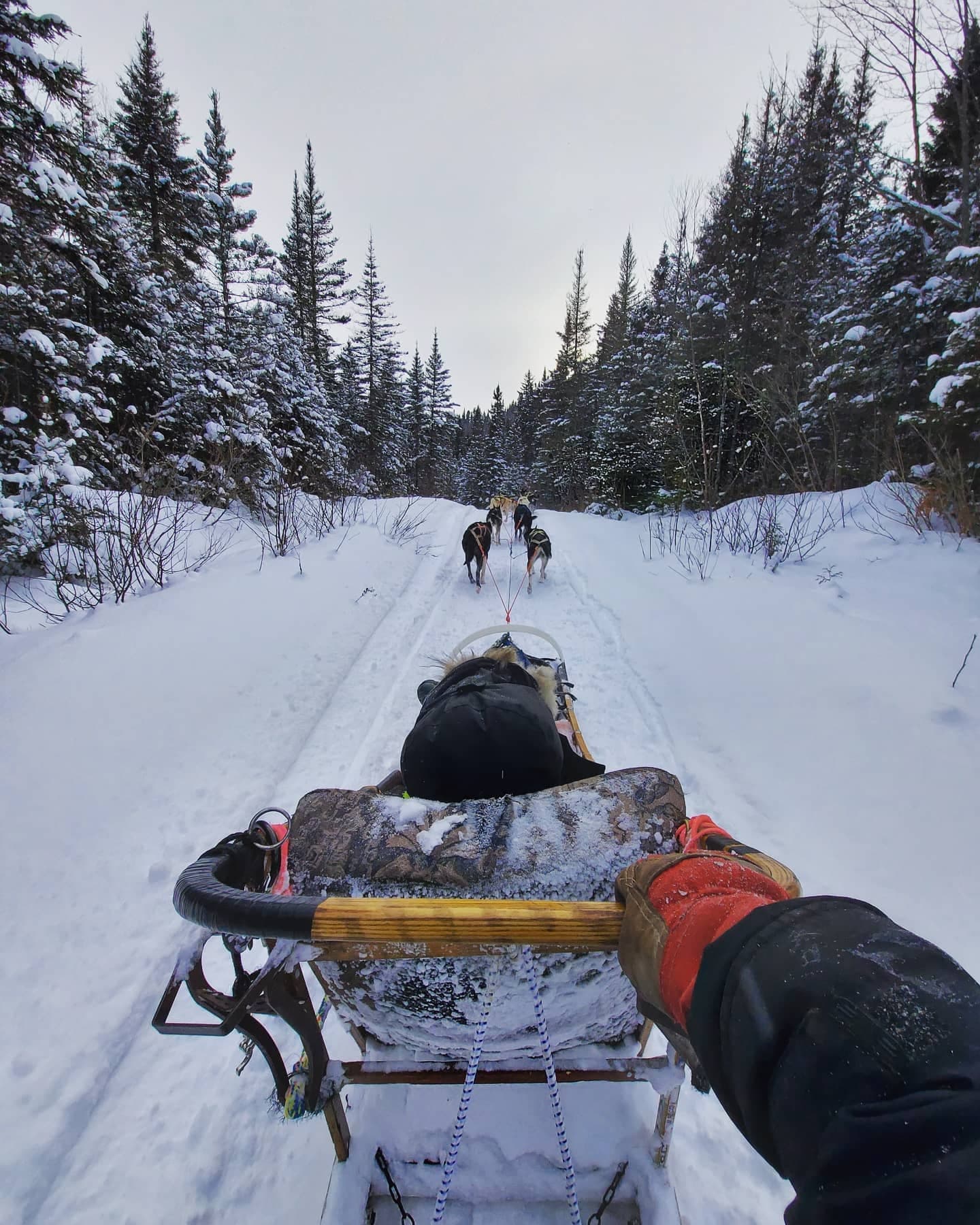 Experience Thrilling Dog Sledding Adventures in La Baie, Québec