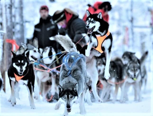 Huskies pulling sled through snowy forest on dog-sled tour