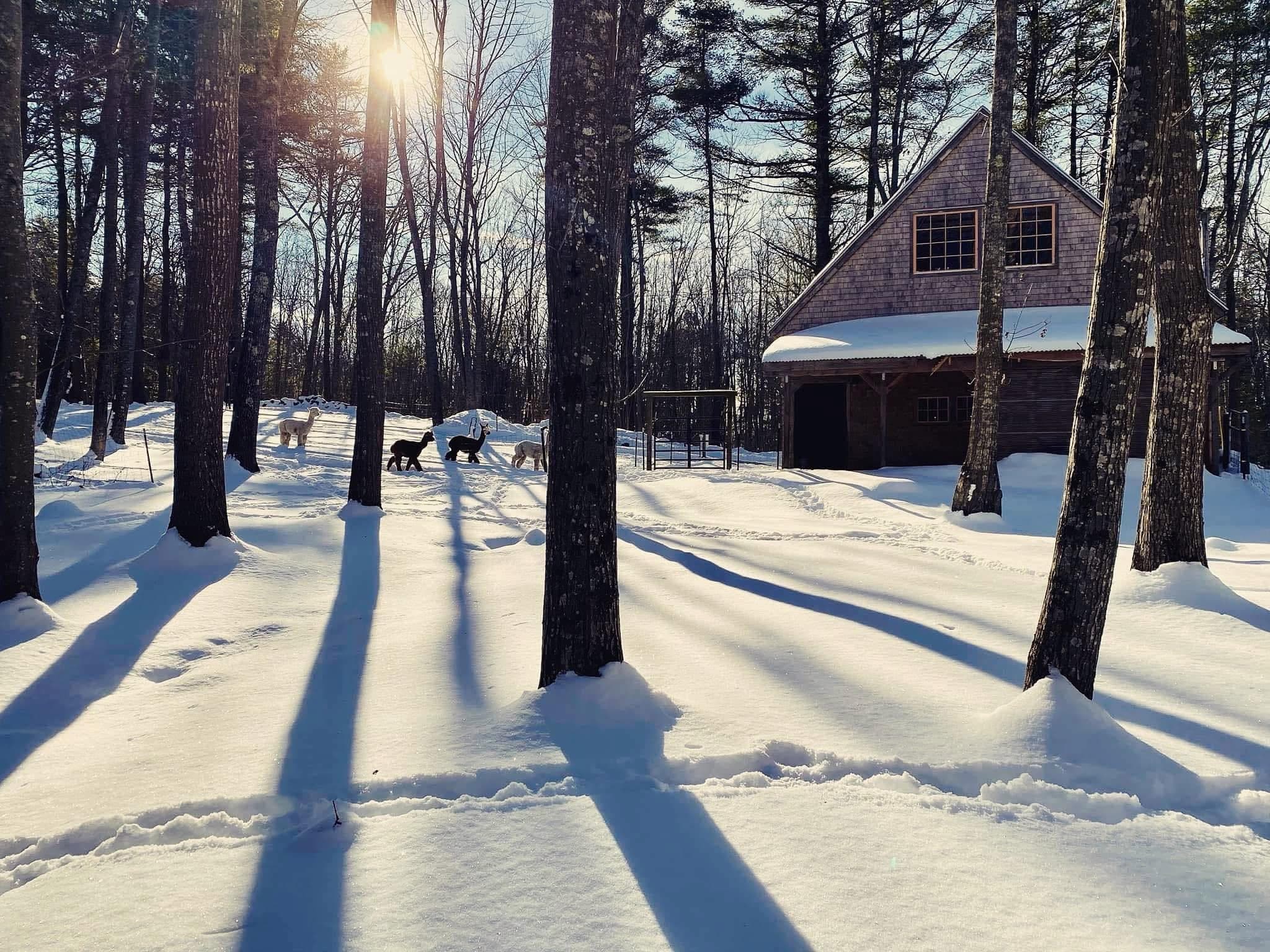 Barn Yoga and Alpaca Farm Visit on Westport Island: Winter Wellness in Mid-Coast Maine