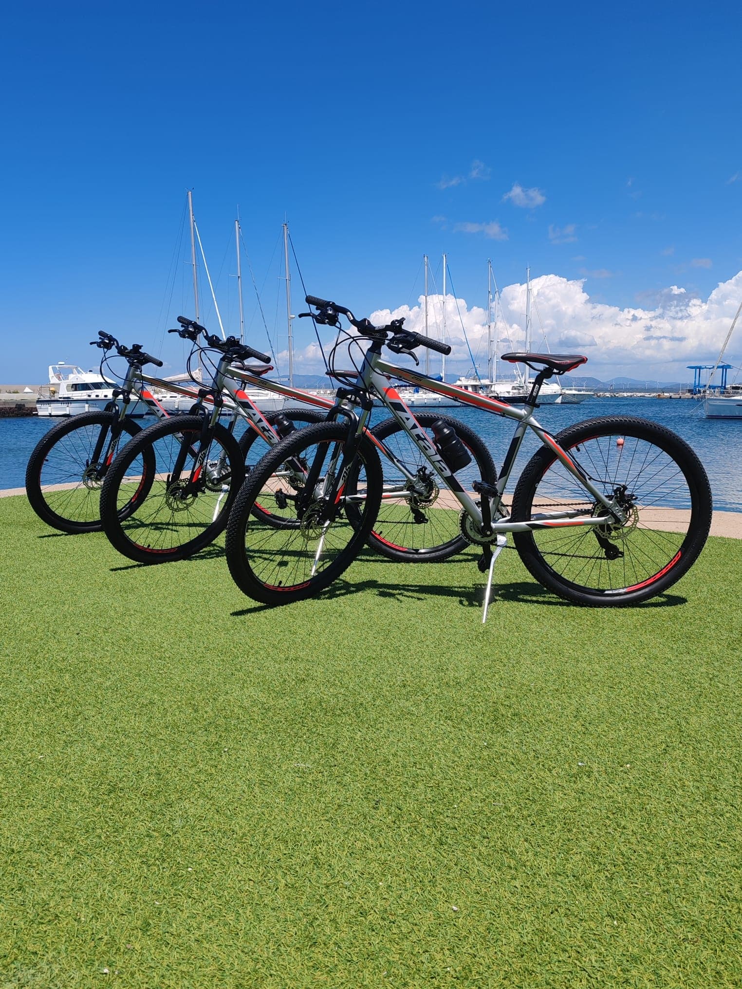 Mountain bikes lined on harbor lawn ready for coastal bike tours