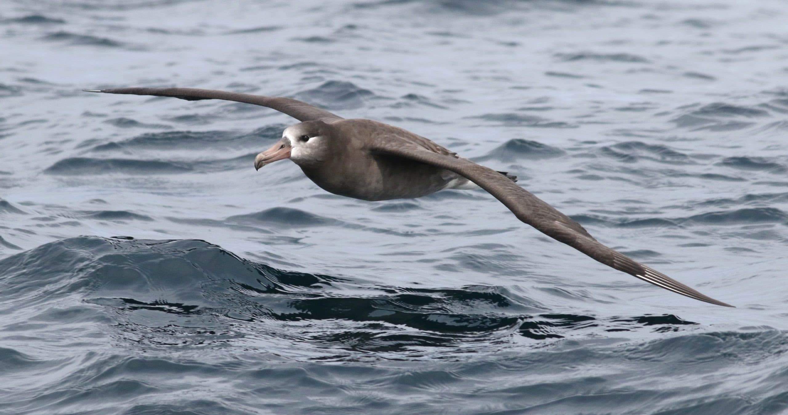Westport Seabirds fleet