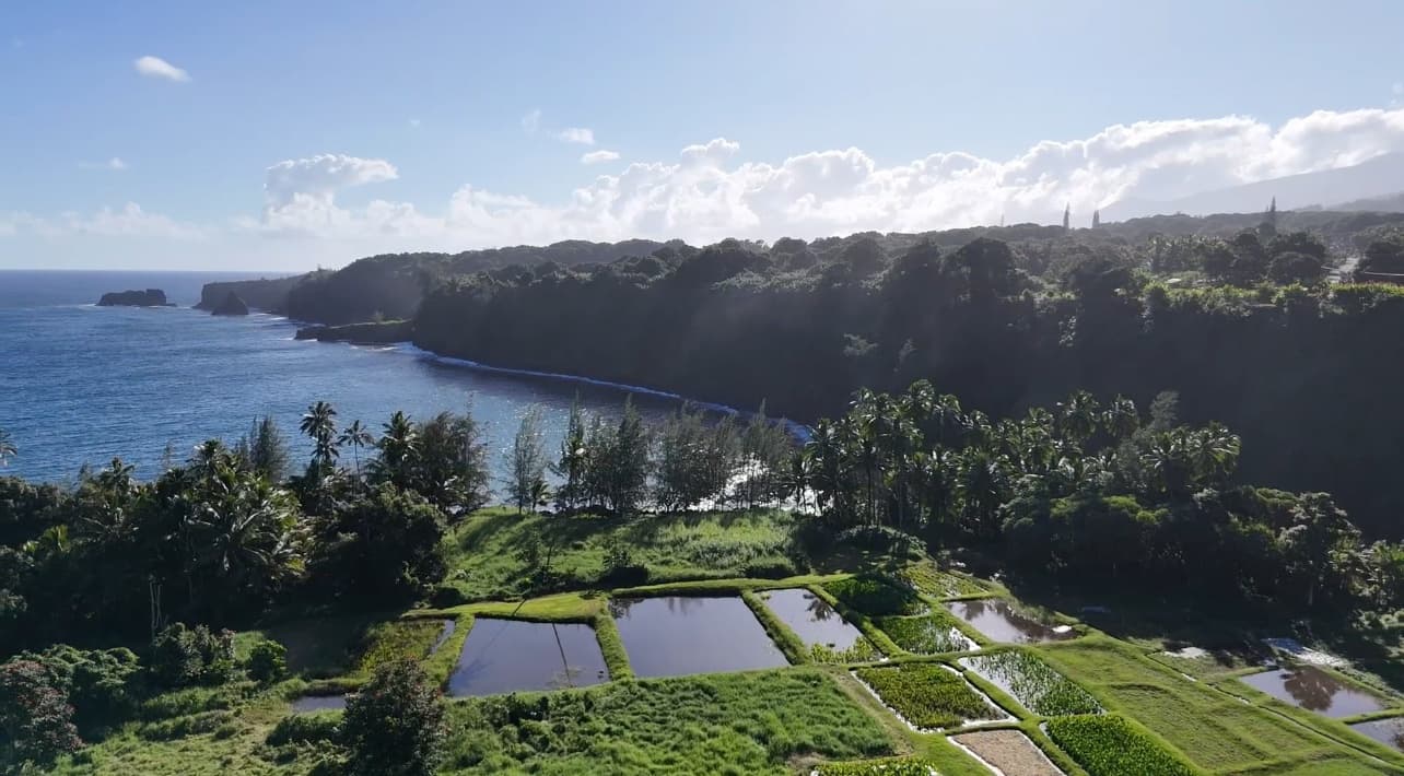 Explore Maui’s Road to Hana: Private Tour Featuring Sea Turtles, Waterfalls & Local Flavors