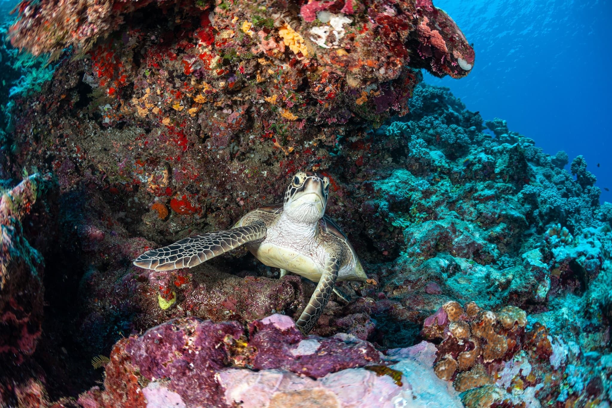 Explore Fiji’s Vibrant Coral Coast with Unforgettable Scuba Diving Adventures